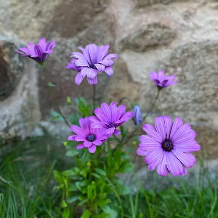 Holiday home Casa Do Caseiro Muxia