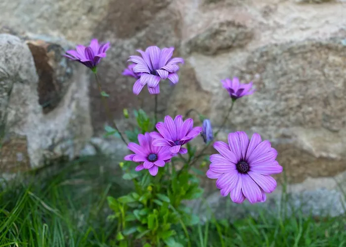 Tatil Evi Casa Do Caseiro Muxia